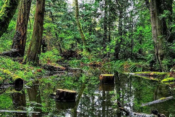 Private Guided Rainforest Hike in Victoria