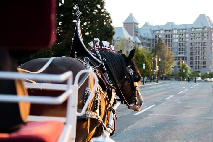 Heritage Horse-Drawn Carriage Experience in Victoria