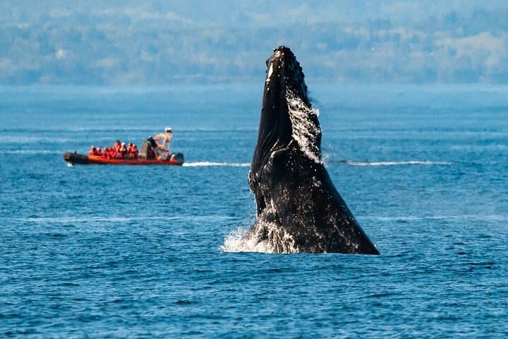 Winter Victoria Whale and Wildlife Zodiac Tour