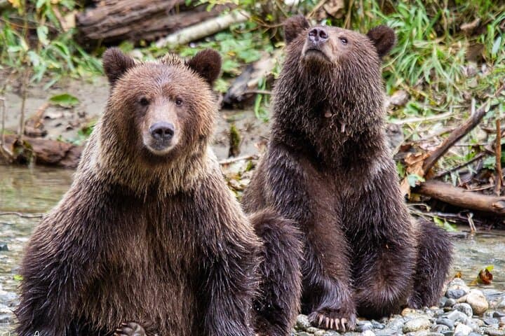 Campbell River, BC: Full Day Grizzly Bear Tour in Toba Inlet