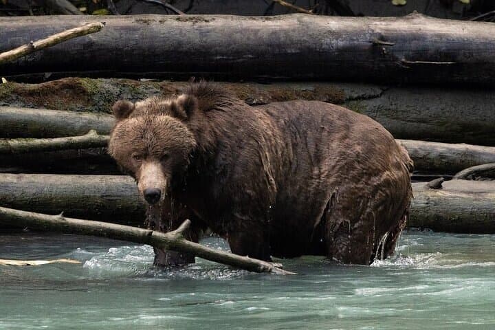 Toba Bears and Wilderness Grizzly Bear Viewing in Campbell River