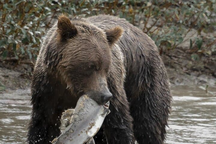 Deluxe Grizzlies and Culture Tour in Campbell River