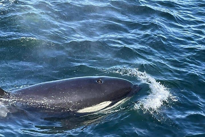 Victoria Highlights & Whale Watching Tour
