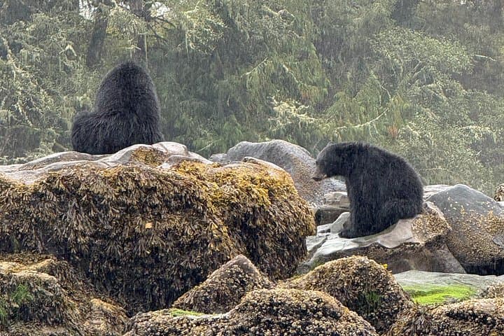 Keogh River Bear Kayaking Tour