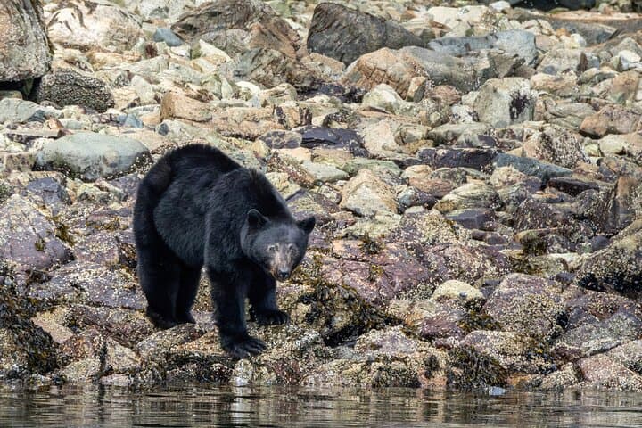 Campbell River: Spring Bear Watching & Waterfalls Boat Tour