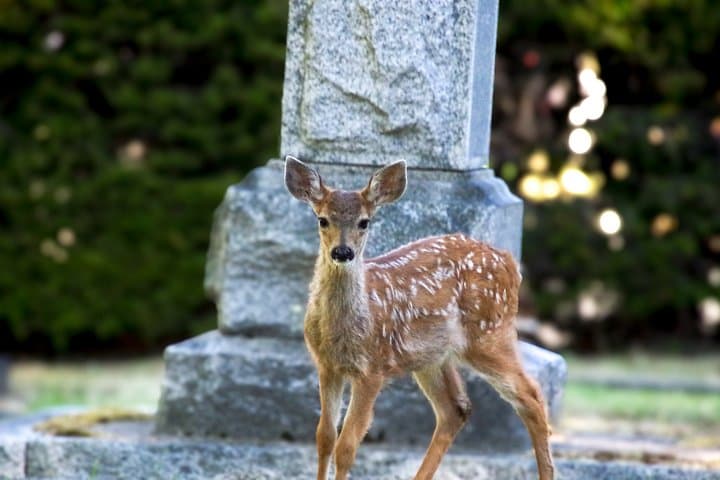 Victoria: Wildlife in the city, coastal viewpoints and parks