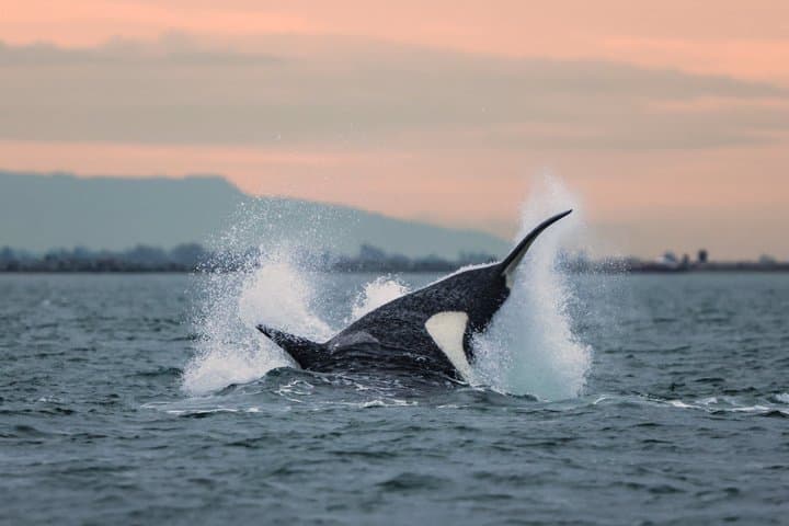 Victoria Sunset Zodiac Boat Whale Watching Adventure