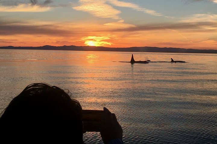 Victoria Sunset Whale-Watching Cruise