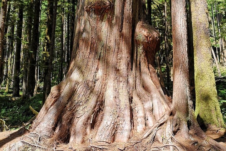 Sooke to Port Renfrew: Wild Pacific Adventure