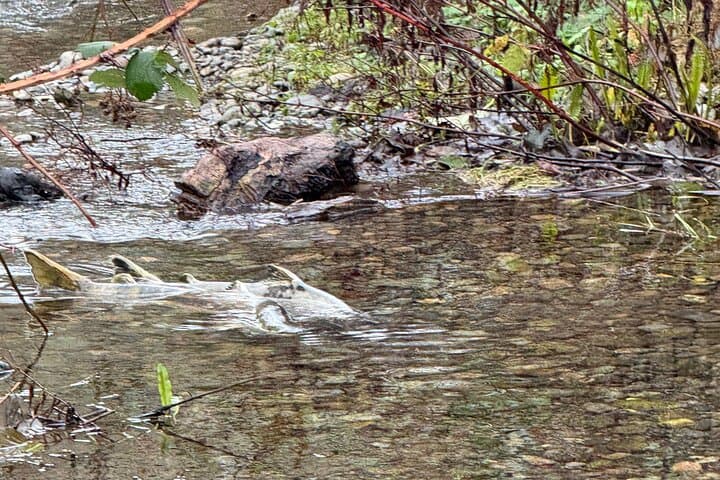 Rivers of Life Victoria's Salmon Run Experience