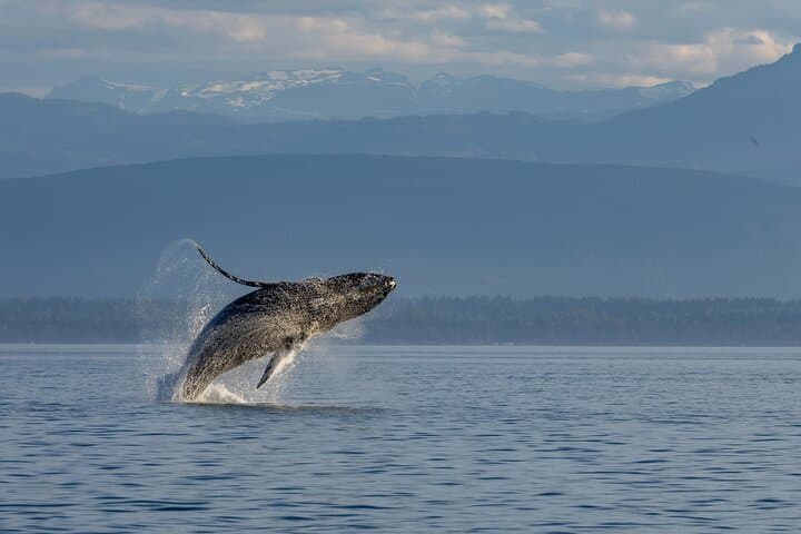 Covered Boat Whale Watching 6-Hour Tour from Campbell River