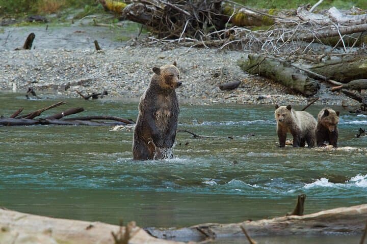 Vancouver Island: Full-Day Grizzly Bear Tour at Toba Inlet