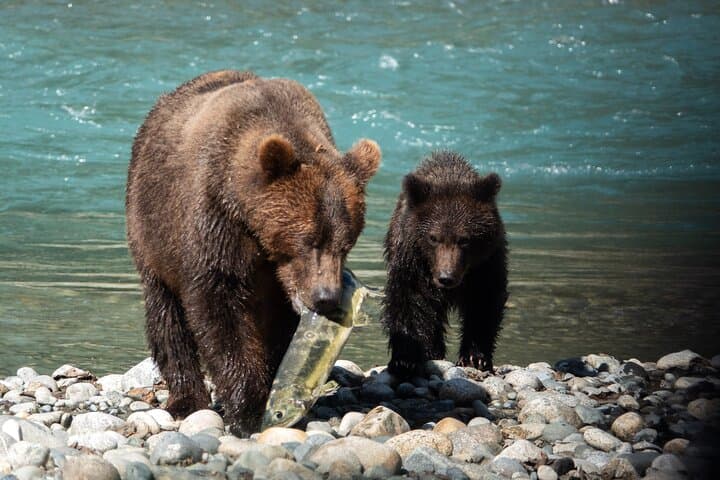 Campbell River: Bute Inlet Grizzly-Watching Tour & Boat Ride