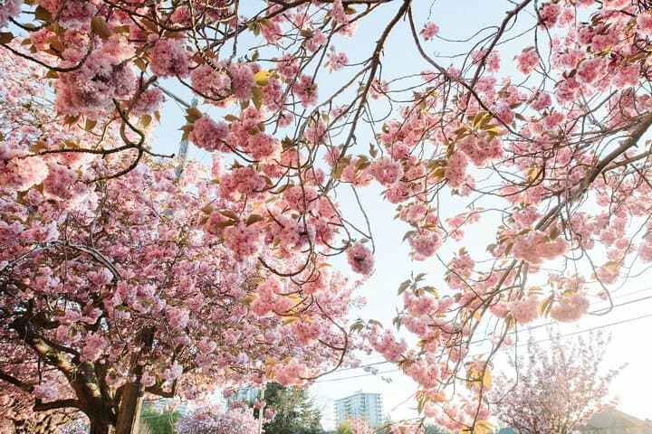 Cherry Blossom and Gardens E-Bike Tour
