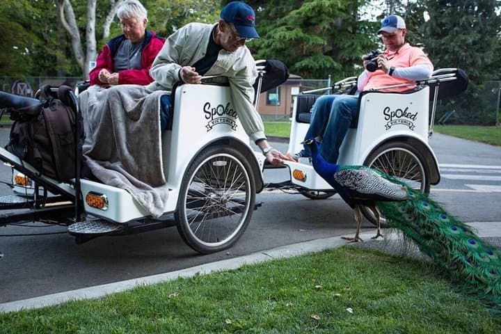 The Iconic Dash -Top-Rated Victoria Pedicab Tour - 1 hr 4 people