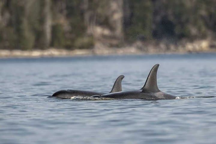 Campbell River - Whale Watching: Private & budget-friendly